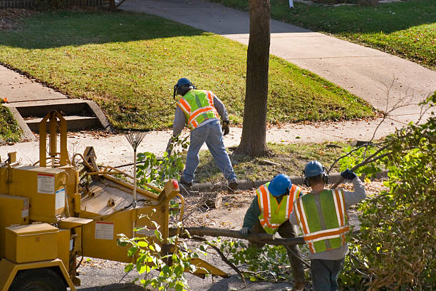 How Our Tree Care Process Works  in Weddington, NC